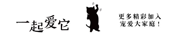 苏牧幼犬和喜乐蒂幼犬的区别,苏牧犬和喜乐蒂的区别