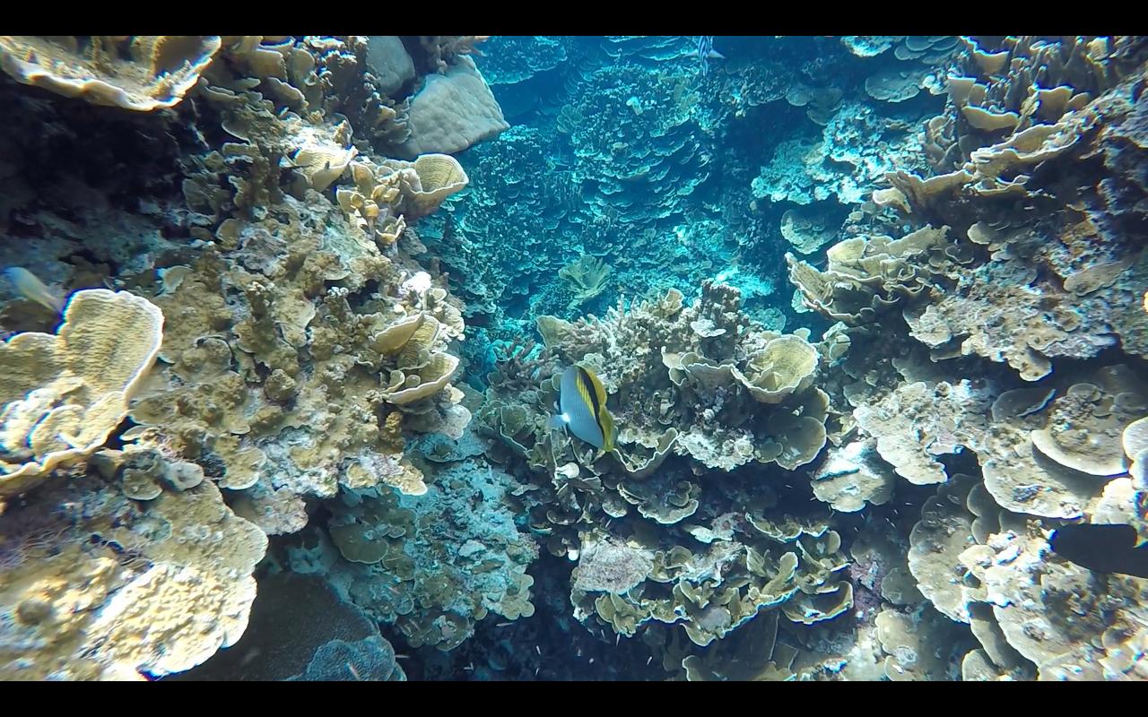 帕劳旅行攻略大全图文,帕劳旅行攻略图文大全