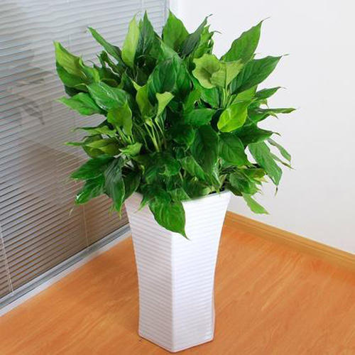 哪些绿色植物可以净化室内空气,室内绿色植物多的优点与缺点