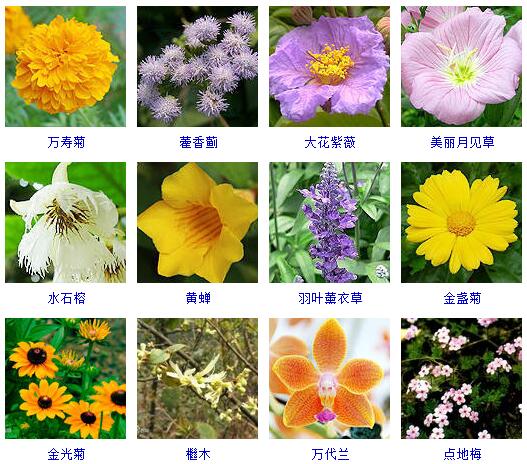 150种花卉大全,108种花卉大全