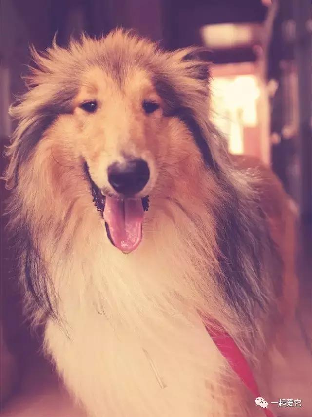 苏牧幼犬和喜乐蒂幼犬的区别,苏牧犬和喜乐蒂的区别