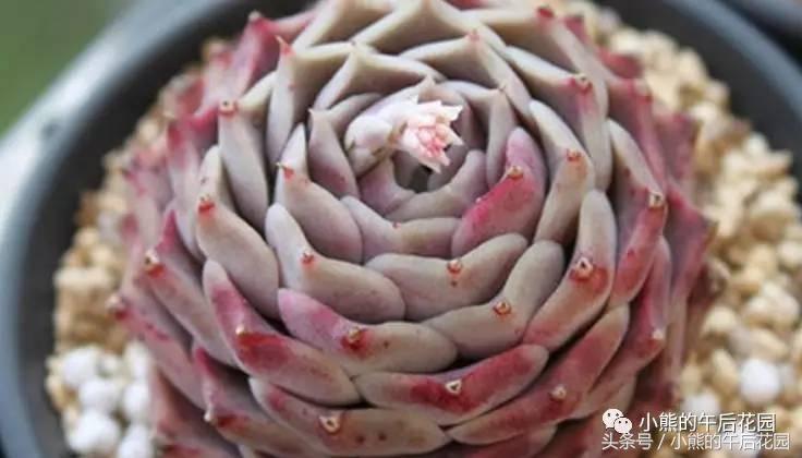 二零一六,多肉大事记