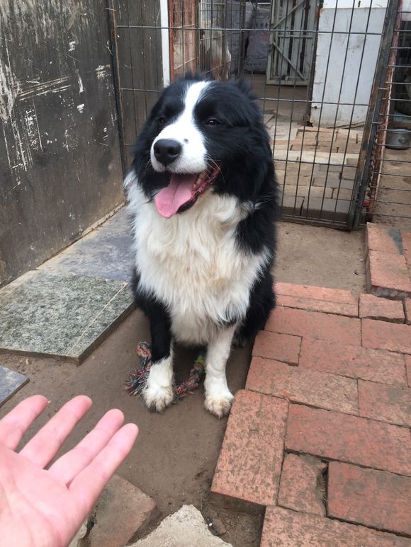 边牧常咬人该怎么制止,被救边牧原视频