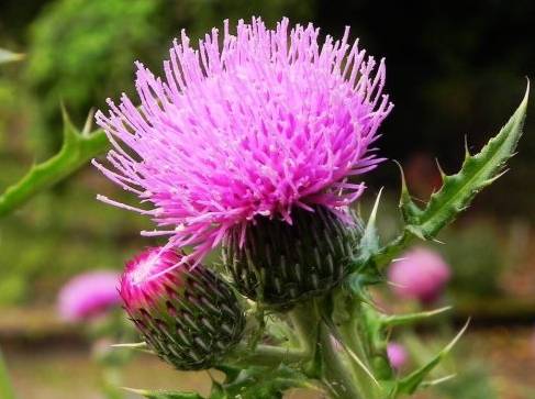 新年赏国花,世界各地最美的国花