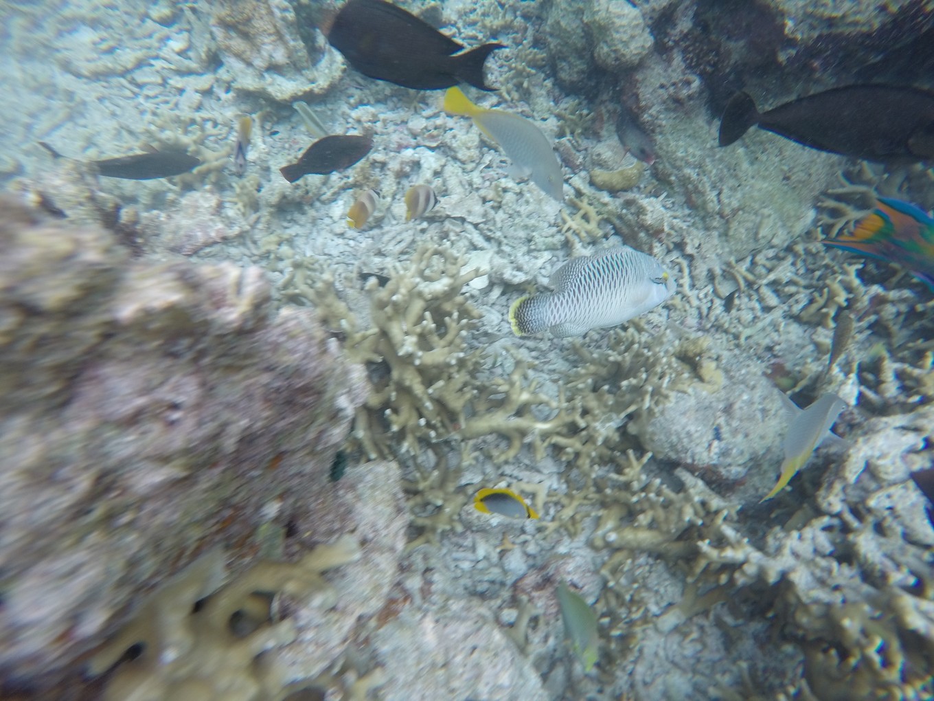 帕劳旅行攻略大全图文,帕劳旅行攻略图文大全