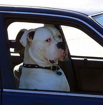 选择微信头像怎么选,你用的什么微信头像