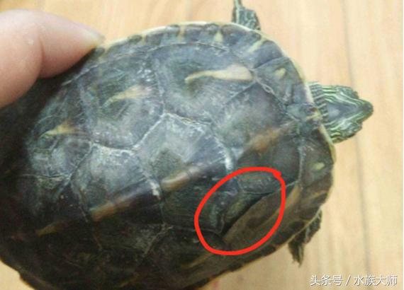 龟烂甲用什么药,地图龟烂甲怎么治疗