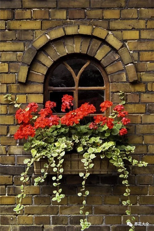 光照条件不好适合养什么花,花养不好是家里气场不好吗