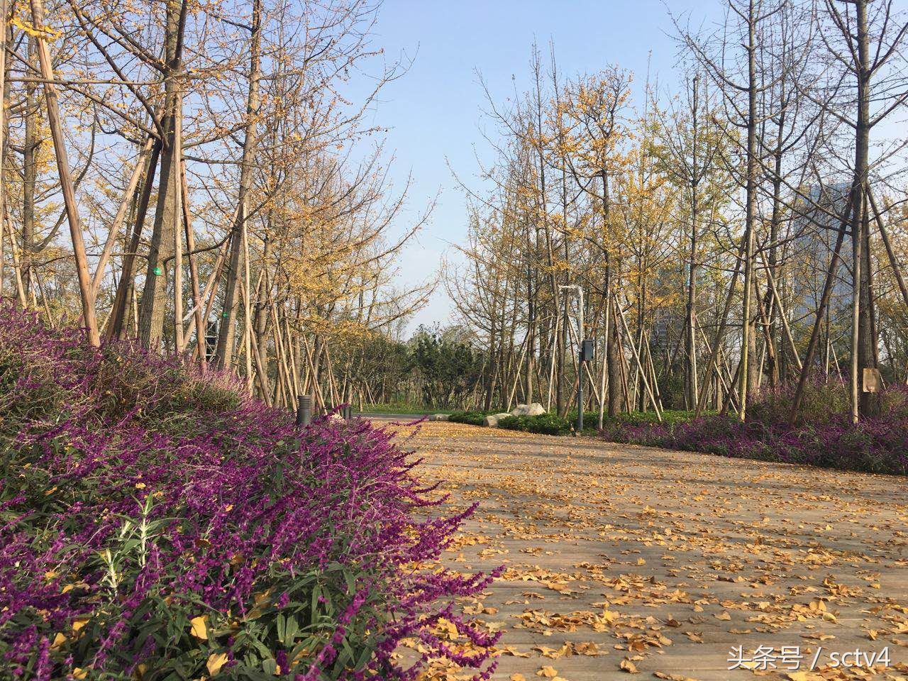 天府新区兴隆湖附近游玩,天府新区兴隆湖公园