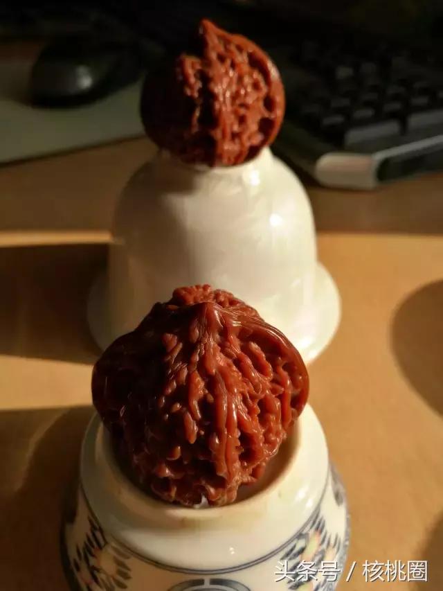 玩了6年的满天星狮子头