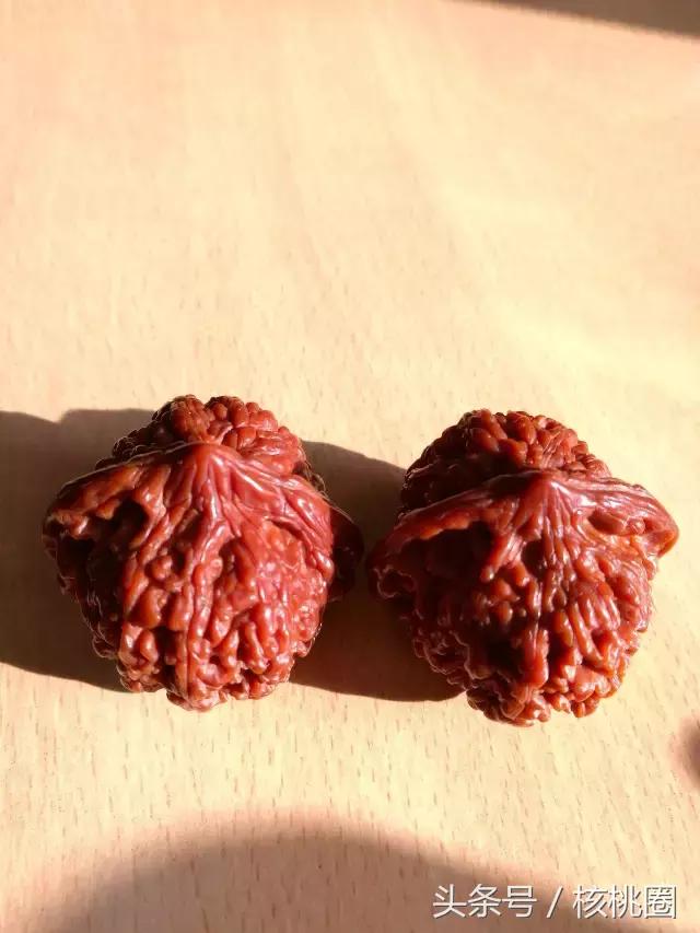 玩了6年的满天星狮子头