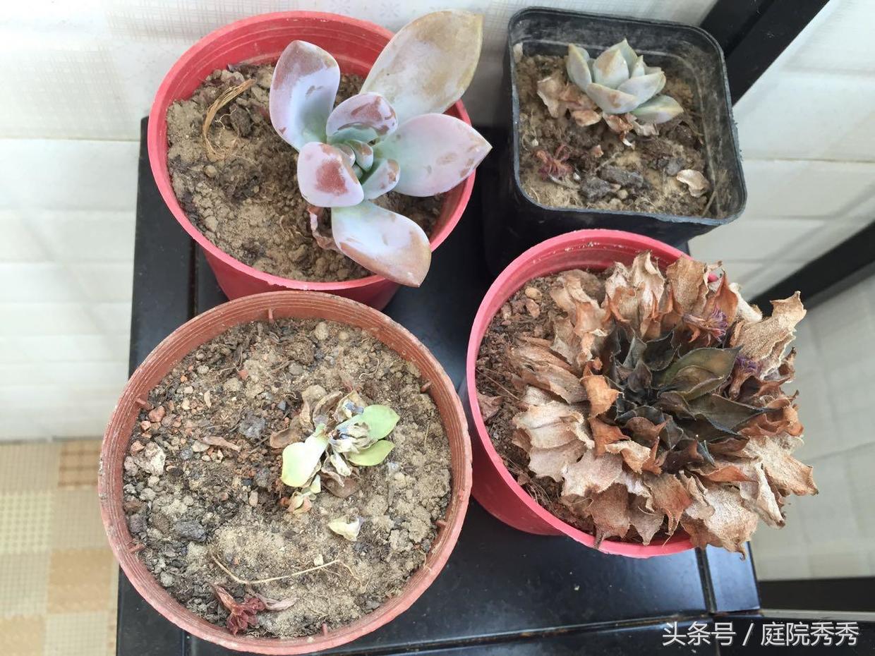 烟灰弹到花盆里好不好,烟灰放花盆里养花行吗