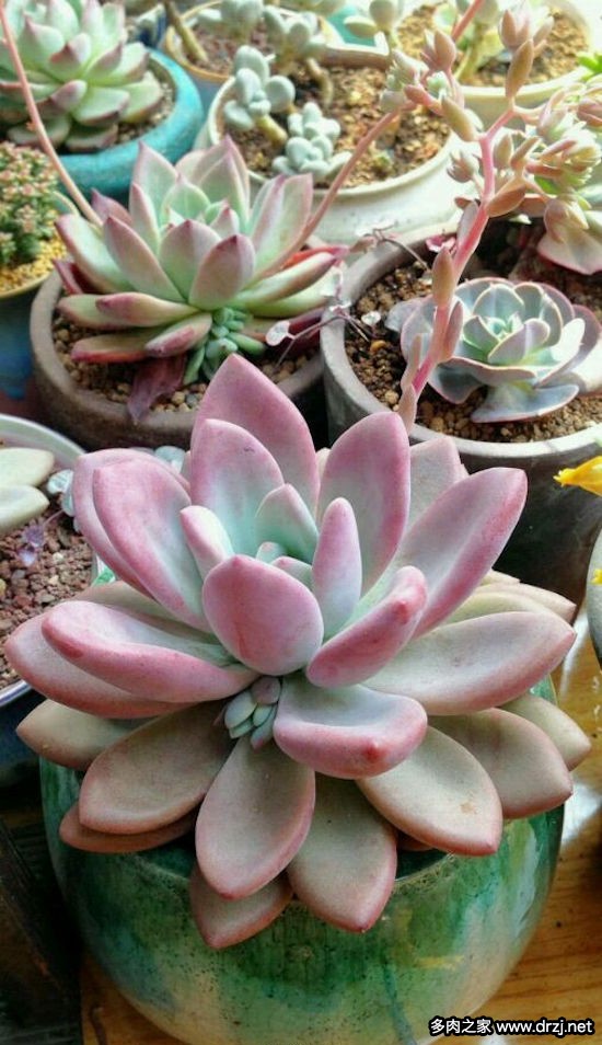 多肉品种是怎么杂交出来的,跨物种杂交成功的有哪些