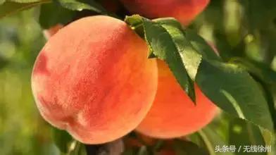 徐州特产有哪些值得带的,徐州适合带什么特产回家呢