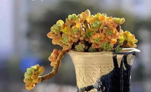 如何改变多肉徒长,多肉徒长怎么救