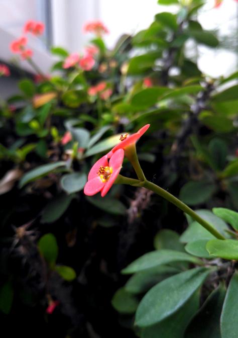 锤子M1评测,锤子m1最新评测