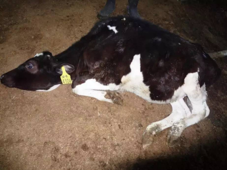 用心的犊牛管理者CRI国际兽医学博士——大卫L·布朗