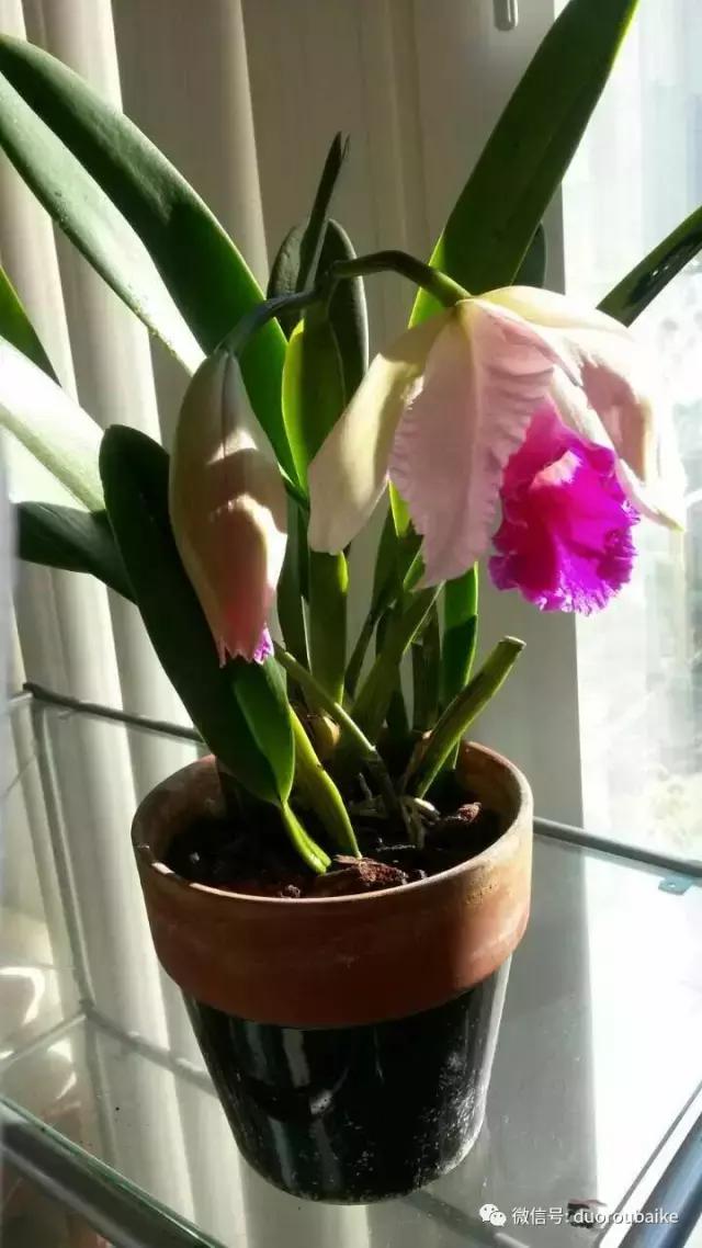 养多肉人发的朋友圈,养肉者们分享的多肉视频