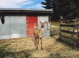 新西兰南岛11天自驾游攻略,新西兰北岛自驾游15天攻略