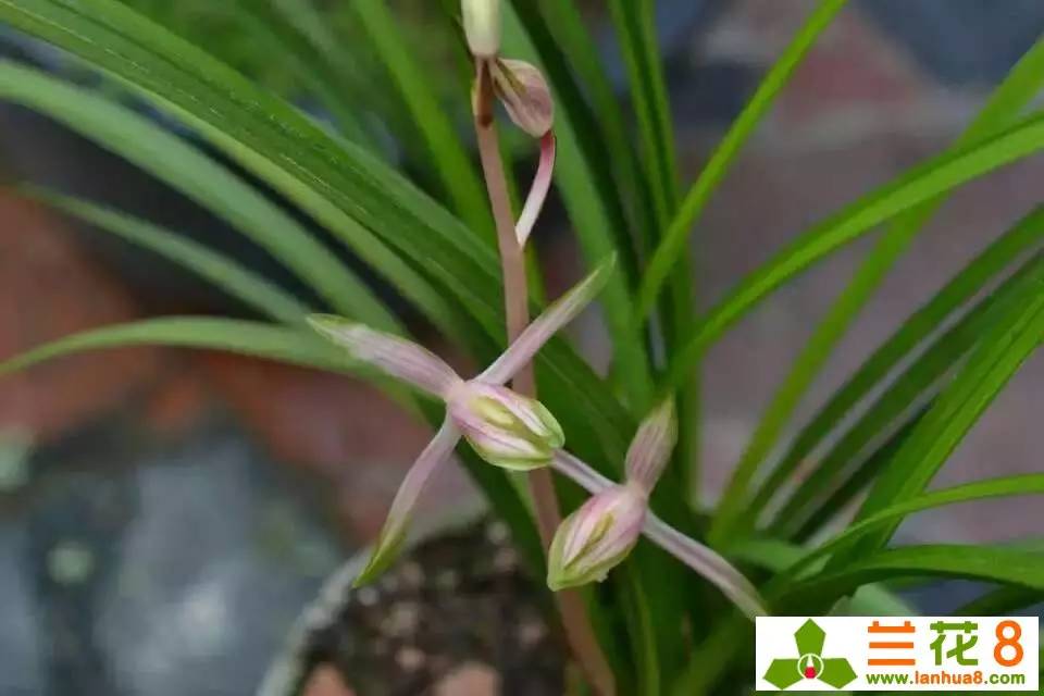 不懂栀子花,不懂兰因絮果