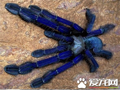 宠物蜘蛛用什么饲养缸,宠物蜘蛛最多可以多久不喂食