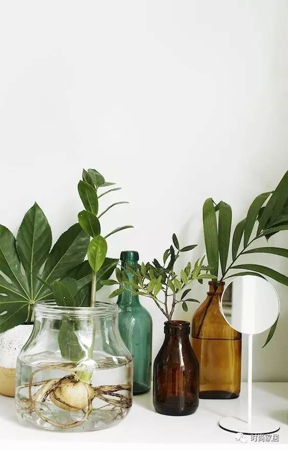 空气加湿器适合养什么绿植,这几种植物加湿效果堪比加湿器