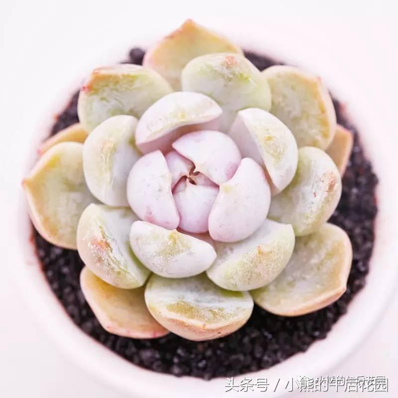 一九九六年历史大事,17年多肉市场变化趋势