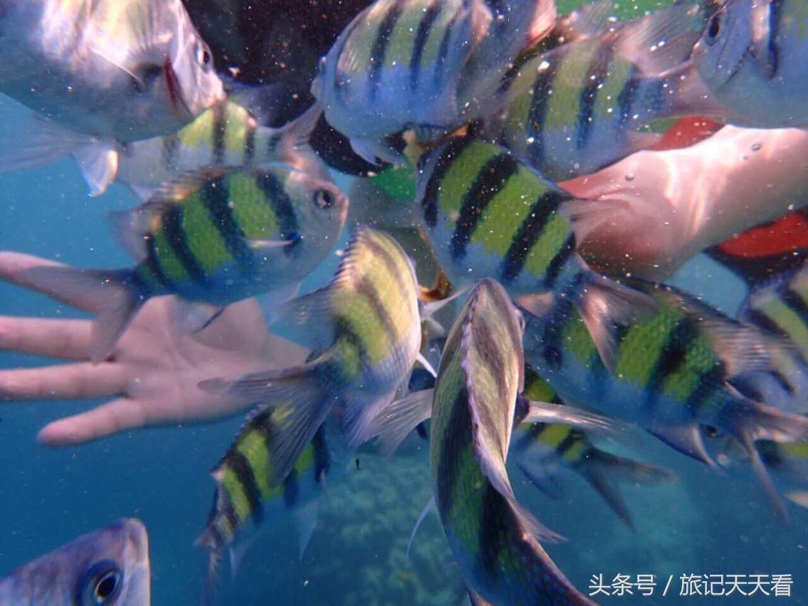 泰国普吉岛旅游攻略带酒,泰国普吉岛旅游能买什么