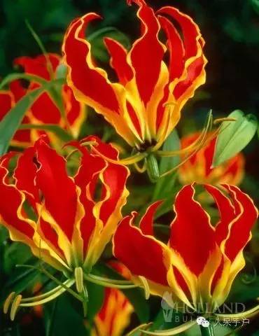 涓浗鍥借姳澶ц祻鍥剧墖,鍥借姳澶ц祻浜氭床鍥剧墖