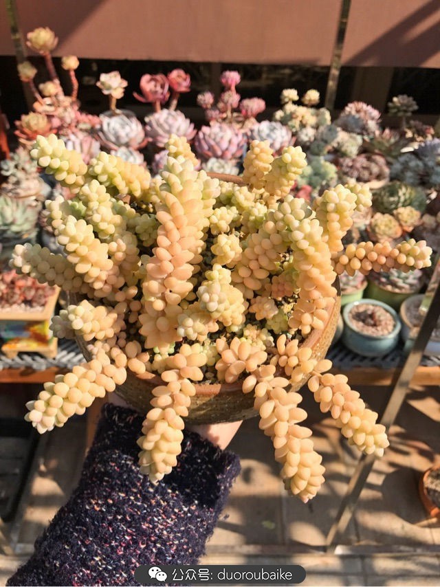 大姬星美人多肉,姬星美人怎么样爆盆