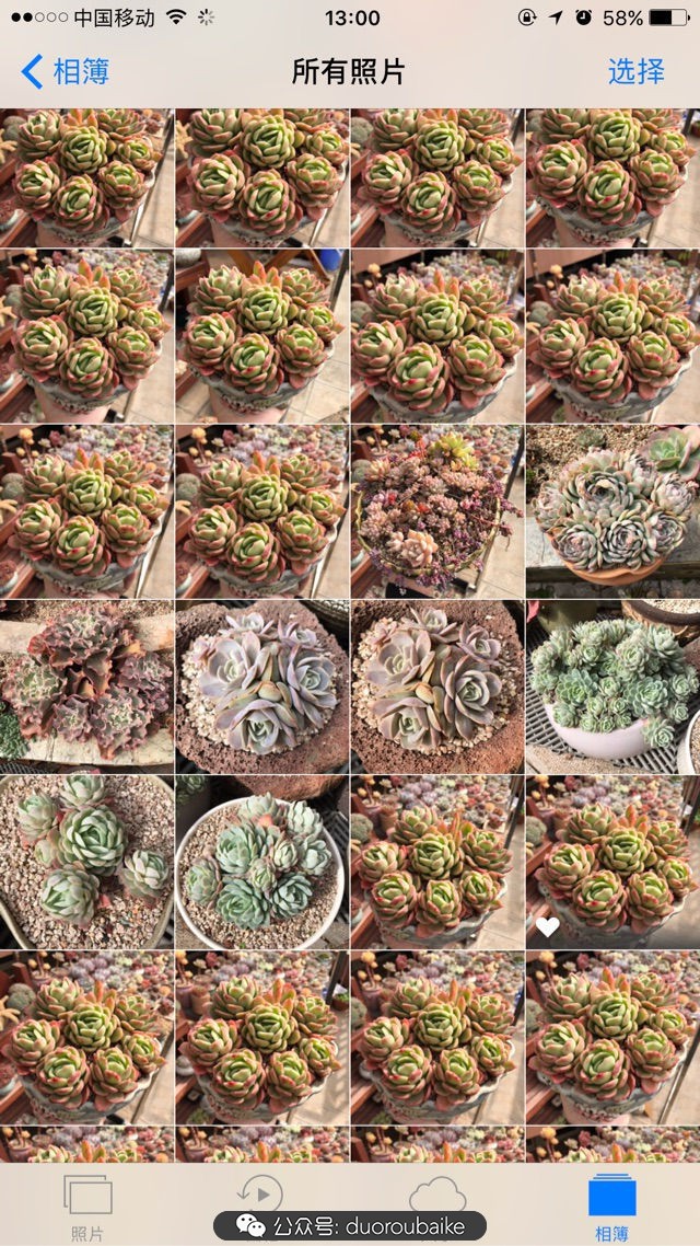 大姬星美人多肉,姬星美人怎么样爆盆