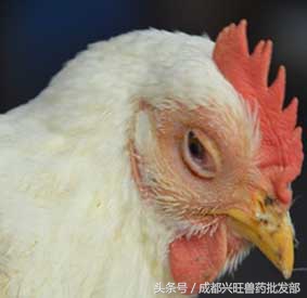 引起鸡眼睛常见的病因,鸡常见眼病