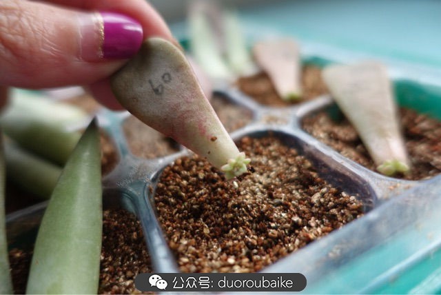 新手种植多肉植物教程,爱生活爱养花花卉绿植养护小知识