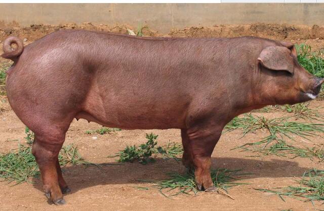 真的！公猪和母猪配种其实没有那么简单