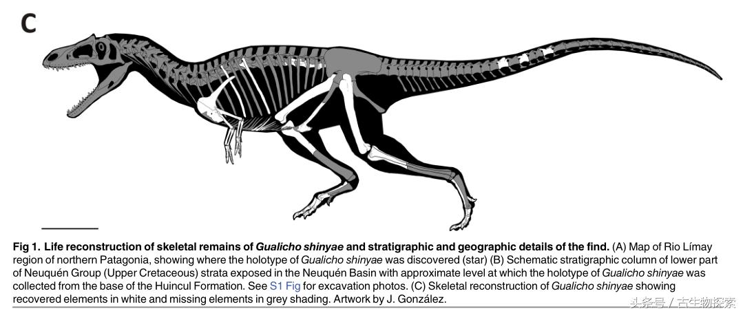 2021年神兽大全,1-8世代神兽盘点