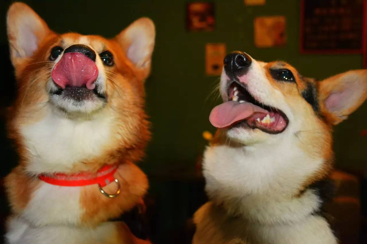 短腿男神蹭吃蹭喝欢乐多，“贱”装出席女票的生日派对