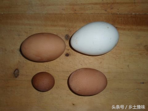 老母鸡下了一个特别小的蛋,老母鸡下了个破蛋