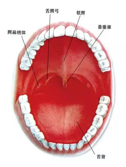 鹅鹅鹅鹅口疮，你需要知道这些