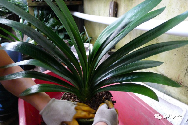 别人家的君子兰,君子兰没长出来就开花了怎么回事