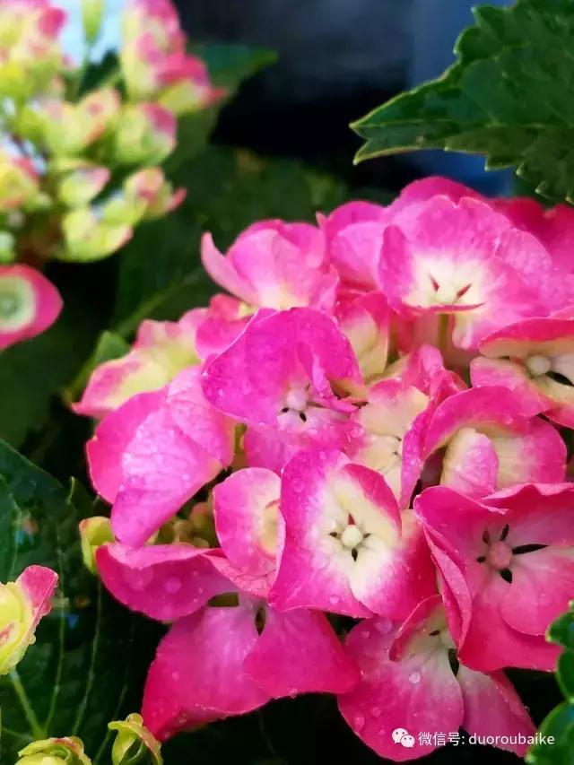 养多肉人发的朋友圈,养肉者们分享的多肉视频