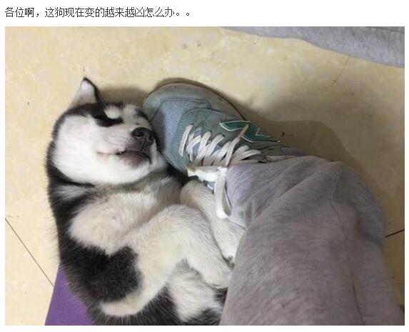 哈士奇的正确饲养方法有哪些,这才是哈士奇正确的打开方式