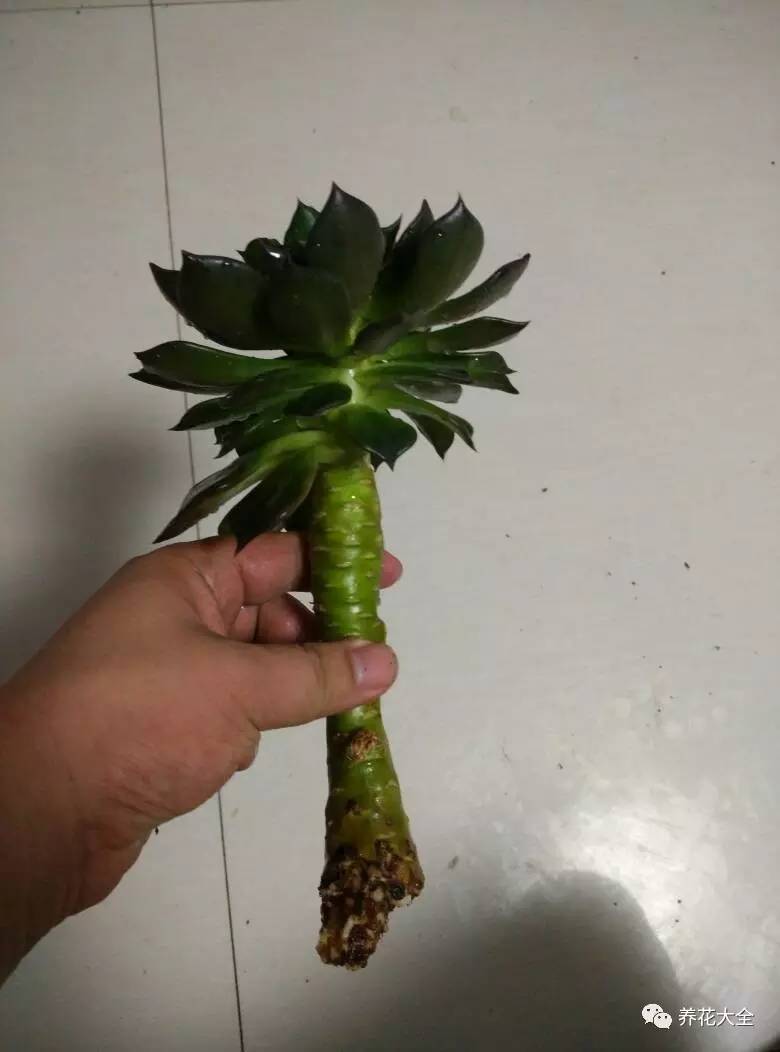 花死了花盆要不要扔,花死了要不要扔