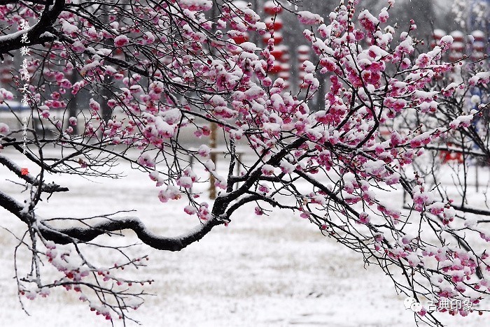 青江梅花香雪海,香雪海梅花国画