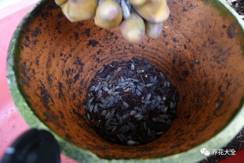 别人家的君子兰,君子兰没长出来就开花了怎么回事