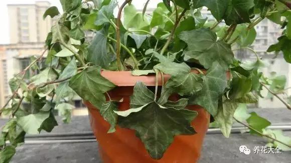 你的花枯萎了,种的花蔫了怎么让它恢复生机