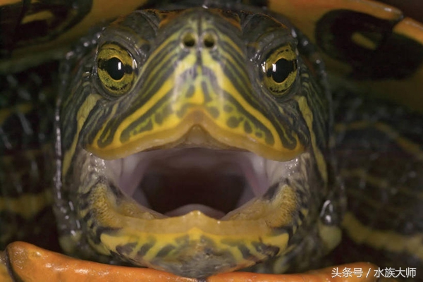 巴西龟不张开嘴怎么回事,小巴西龟一直张开嘴巴怎么办