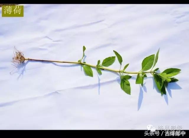 民间草药薄荷的作用,南方山林里的常见草药