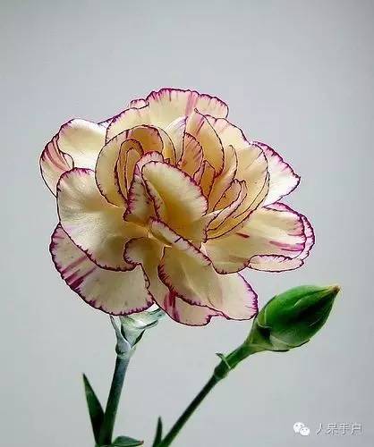 新年赏国花,世界各地最美的国花