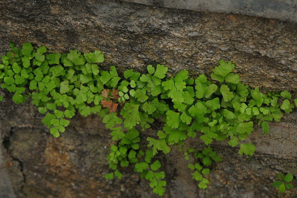 铁线蕨是不是很难养,铁线蕨为什么养不活