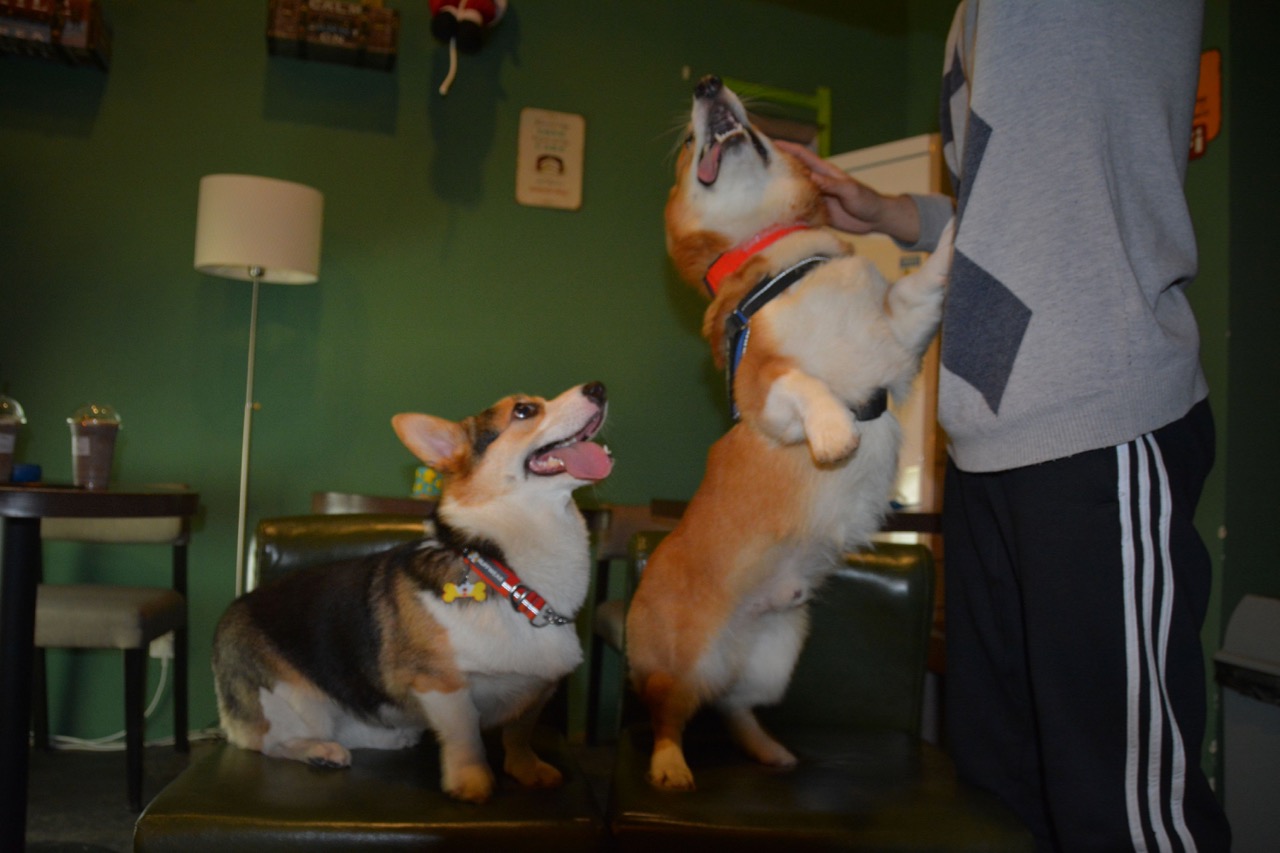 短腿男神蹭吃蹭喝欢乐多，“贱”装出席女票的生日派对